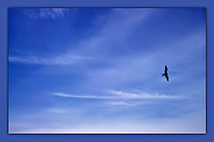 photo "Loneliness or freedom?"