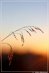 photo "***"