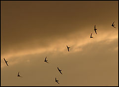photo "they know where..."