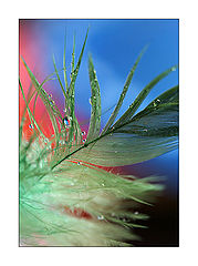photo "***"