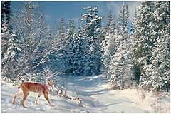 photo "canadia lynx in winter wonderland"