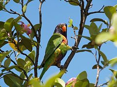 фото "parrot"