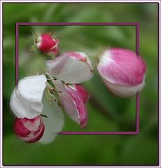 photo "Apple Flower"