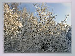 фото "Зимний сад"