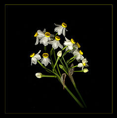 photo "***"