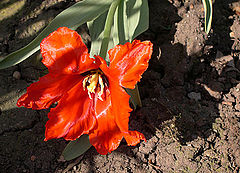 photo "Shaggy tulip and its shadow"