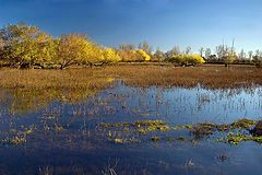 photo "Gold in blue"