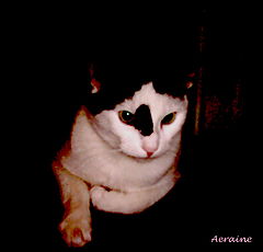 photo "Teddy-cat"