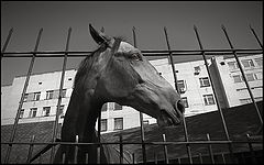 photo "Portrait of a horse in city conditions."