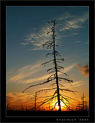 photo "Вечернее преображение леса"