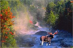 photo "bull moose in  the fall"