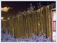 photo "IR-hence"