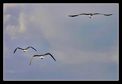 photo "Family in the air"