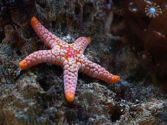 photo "Star"
