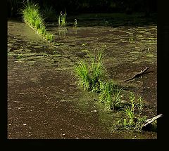 photo "Line of a life"