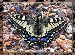 фото "Papilio machaon aliaska"
