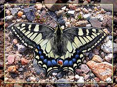 photo "Papilio machaon aliaska"