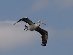 фото "Pelican far away"