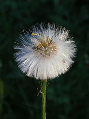 photo "Dandelion"