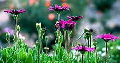 фото "African daisies"