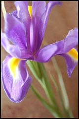 фото "iris"