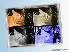 photo "my cat"