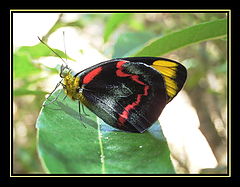 фото "Butterfly"
