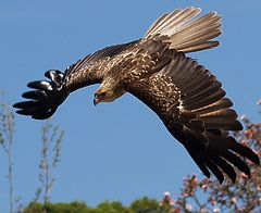 фото "death glide"