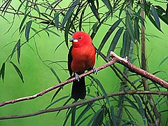 фото "Red bird"