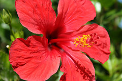 photo "red red flower"