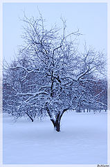 photo "Winter Story"