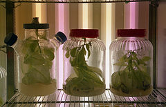 photo "Artificial Life"