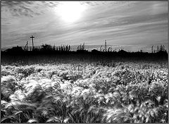 photo "soft summer"