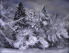 photo "Marry Christmas and Happy New Year"