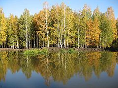 фото "Отражение"