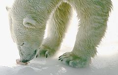 photo "abstract portrait polar bear"