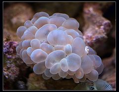 photo "polyp"