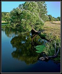 фото "Лето"