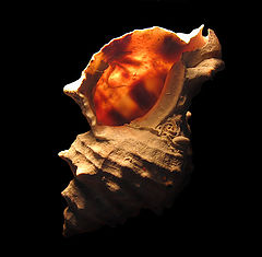 photo "Old seashell"