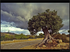 фото "Lonesome olive"