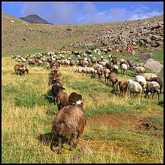 photo "Alpine sheeps"
