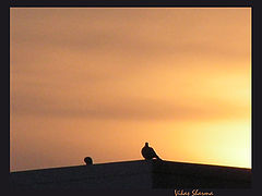 фото "lonely"