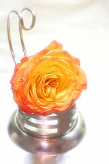 photo "foil and rose2"