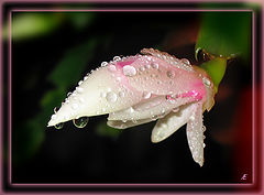 photo "Drops"