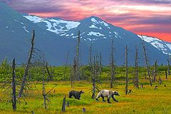 photo "grizzlies in alaska"