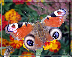 photo "Butterfly in October"