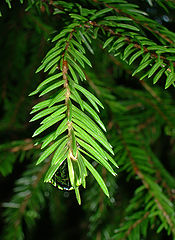 photo "Drop of focus"
