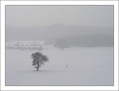photo "Lonely"