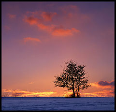 photo "Red Clouds Over The Tree"