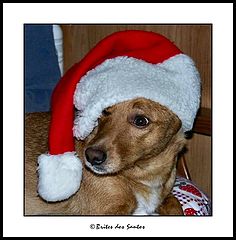 photo "My Dog-Noel"